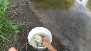 Рыбалка на поплавок ! ловля плотвы на малой реке | Илюха Ловит