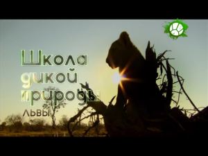 Школа дикой природы. Львы