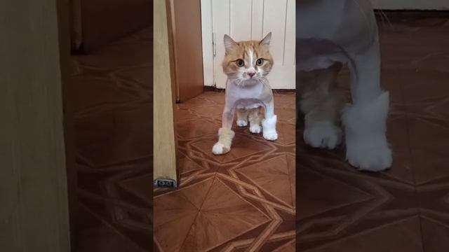 The ginger cat has a haircut. /  Рыжий котик подстригся./стрижка кошек.