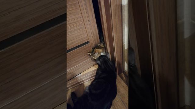 Кот не пускает кошку без QR - кода 😼 смотреть онлайн