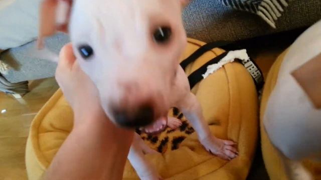 Amerikansk nakenterrier Valpar смотреть онлайн