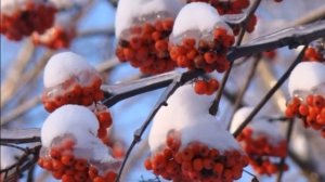 ТАЁЖНАЯ ЕЛОЧКА