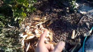 Чем отличается свежая БАРМАТУХА от той, которая стала плохо пахнуть?