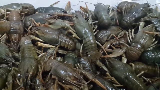 Куча живых раков!!! Натуральный их цвет))) смотреть онлайн