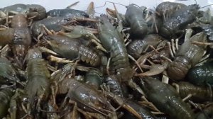 Куча живых раков!!! Натуральный их цвет)))