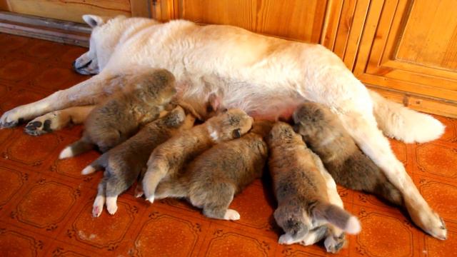 Заботливая мама (a caring mother)