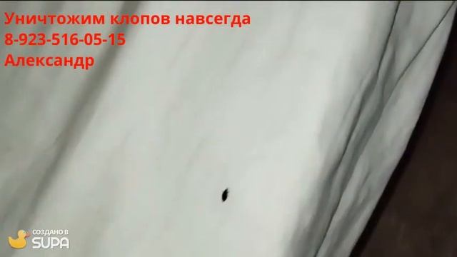 Вы видели бегущего клопа? смотреть онлайн