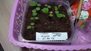 #ПЕЛАРГОНИЯ ЗОНАЛЬНАЯ. Выращивание из семян.