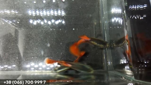 Отбраковка гуппи Dumbo platinum red tail (слоновьи уши) - 24.10.2020 смотреть онлайн