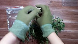 Размножение гвоздики комнатной ?, несколько способов. #сад #цветы