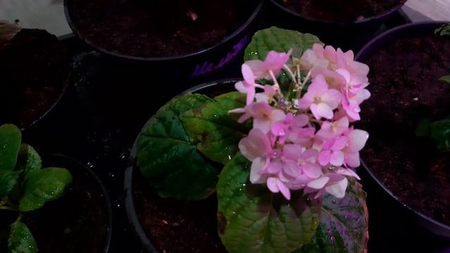 Черенки крупнолистной гортензии в феврале. смотреть онлайн