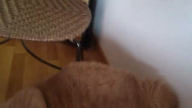 Кот Пашка боится тапок :) смотреть онлайн