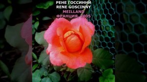 Роза Рене Госсинни в моем саду 10.08.21. Rene Goscinny Rose in my garden. Meilland, 2005, #shorts