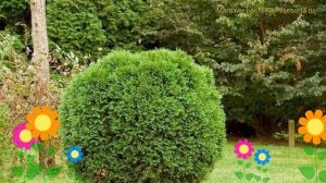 Туя западная Ховейи. Краткий обзор, описание характеристик thuja occidentalis Hoveyi