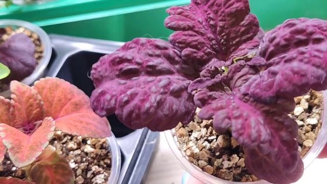 28.03.22 Обзор рассады Левкой и Колеус.Красочные и яркие сорта. смотреть онлайн