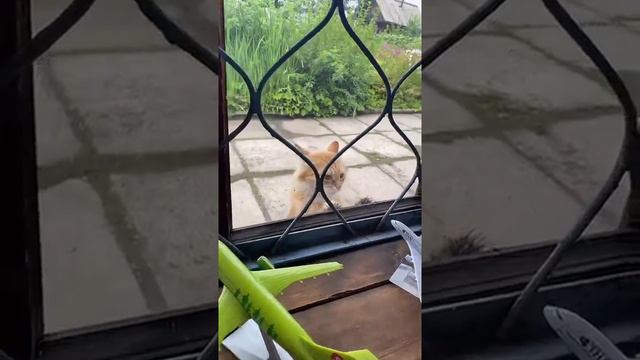 КОТ ПРОСИТСЯ ДОМОЙ смотреть онлайн