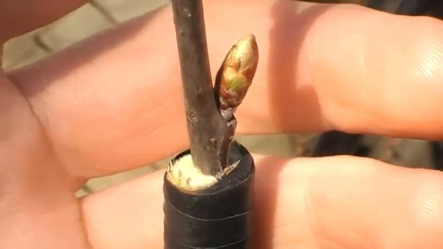 Как привить плодовые деревья. Сад и огород выпуск 143 смотреть онлайн