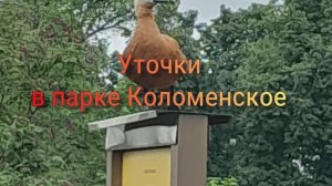 Уточки  в парке Коломенское