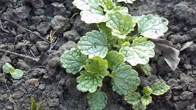 МОЛЮЦЕЛЛА! 2 способа выращивания. смотреть онлайн