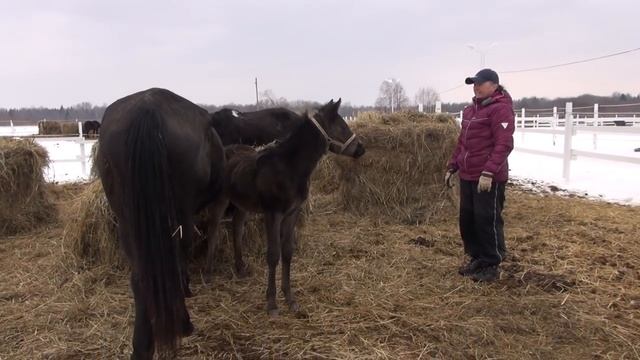 Воспитание жеребят. "Приятно и Прикольно" смотреть онлайн
