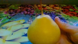 Груша Осенняя Яковлева от агрохолдинга Поиск.