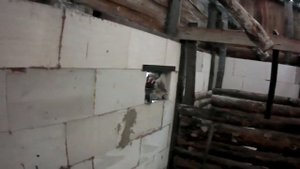Выделения у стельной коровы! Кормовые дрожжи.
