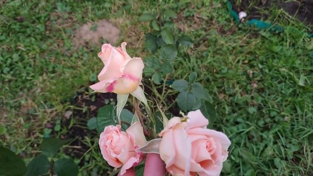 Розы в Подмосковье. Цветение и состояние роз в конце сезона - я довольна ? смотреть онлайн