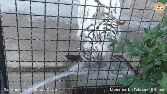 Как купалась Шахерезада. Белые тигры. Тайган. Scheherazade washed. White tigers. Taigan. смотреть онлайн