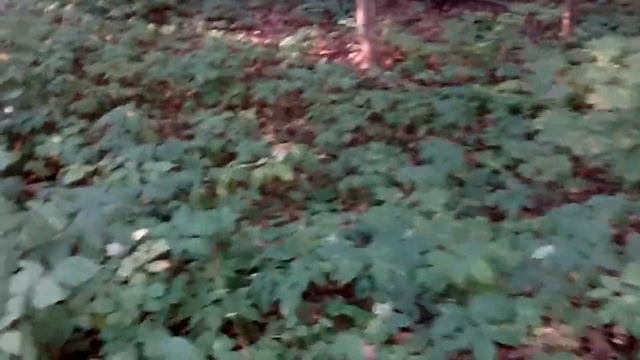 Влог: Сныть трава,растительный белок. смотреть онлайн