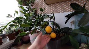 Мои цитрусовые ЛИМОН КАЛАМОНДИН уход, полив, удобрение экзотика на подоконнике уход за цитрусовыми