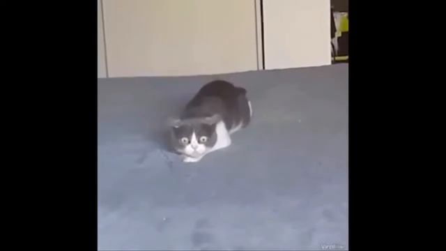 В ГОЛОВЕ НЕ УКЛАДЫВАЕТСЯ ТО , ЧТО ОНИ ДЕЛАЮТ часть 6 смотреть онлайн