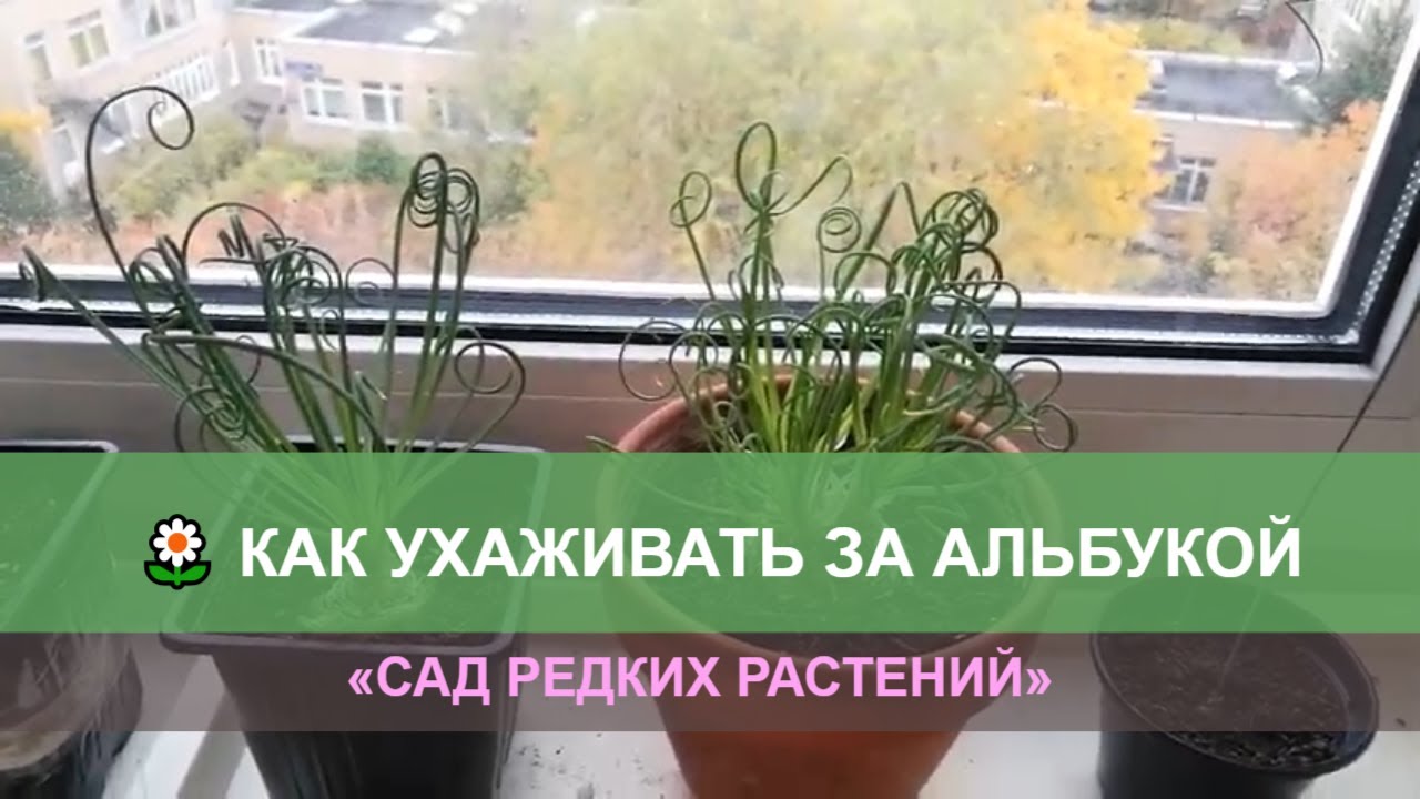 Альбука спиральная, уход и размножение