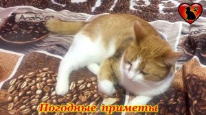 Почему Кошка Умывается? Приметы и Суеверия!