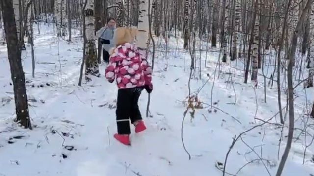 Прогулка по лесу на мотособаке. смотреть онлайн
