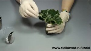 Курс 1. Часть 9. Укоренение черенка фиалки в воде с последующей посадкой в грунт.