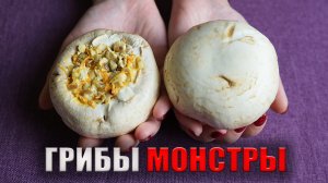 ГИГАНТСКИЕ шампиньоны. Рецепт в ДУХОВКЕ