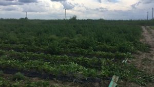 Прополка клубники( Чистим клубнику от сорняков)