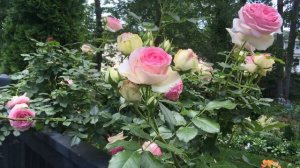 Rose candy! Eden Climbing Rose  |urban cottage garden