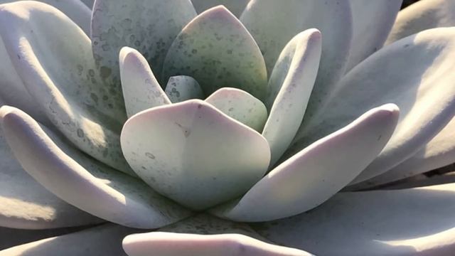 Коллекция Эчеверий - фото под музыку смотреть онлайн