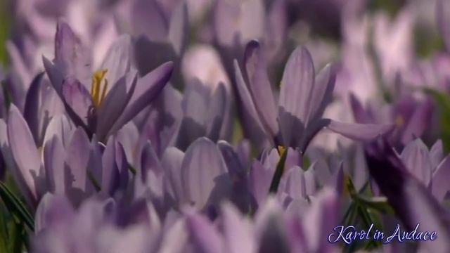 Весенняя капель. Авторские стихи Karolin Audace #Каролин_Одас #стихи #стихиовесне