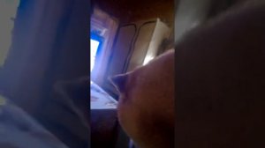 Сиба-ину разговаривает