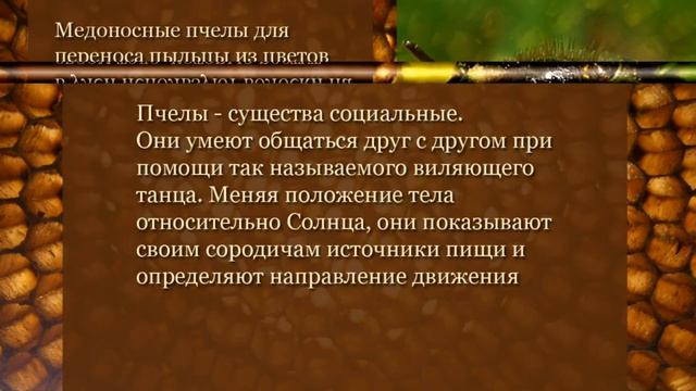 Все о пчелах смотреть онлайн