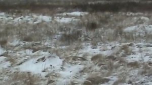 Охота с немецкой овчаркой на зайца