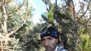 сбор шишек в Приморском крае