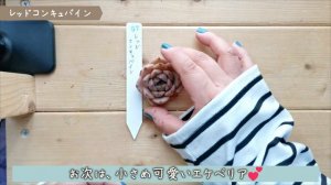 【エケベリア】寄せ植え多肉セットのご紹介☆グリーンテラス葉山さん☆