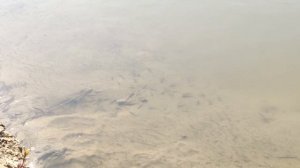 Рыбалка в Астрахани 2020.  Володарский район. Река Мурыгина. Ловля карася и сазана на макуху.