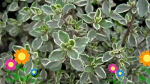 Тимьян (Чабрец) лимоннопахнущий Silver Queen. Краткий обзор, описание характеристик