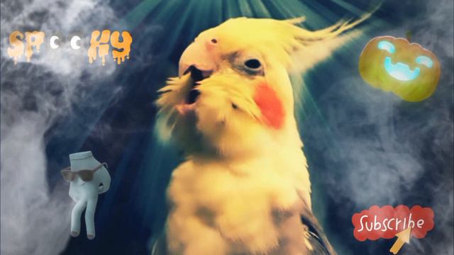 Cockatiel Song 