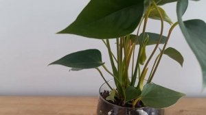 Антуриум в СТЕКЛЕ. Мои наблюдения и полив.