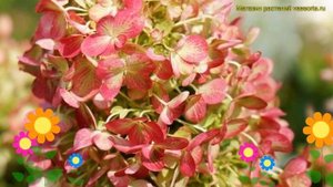 Гортензия метельчатая Граффити. Краткий обзор, описание характеристик hydrangea paniculata Graffiti